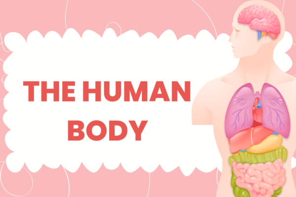 Words associated with the human internal body system